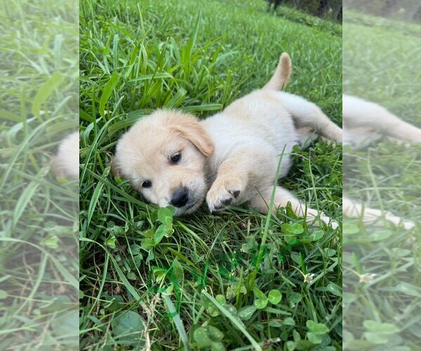 Medium Photo #6 English Cream Golden Retriever-Golden Retriever Mix Puppy For Sale in AUSTIN, IN, USA
