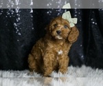 Small Photo #32 Cavapoo Puppy For Sale in WARSAW, IN, USA