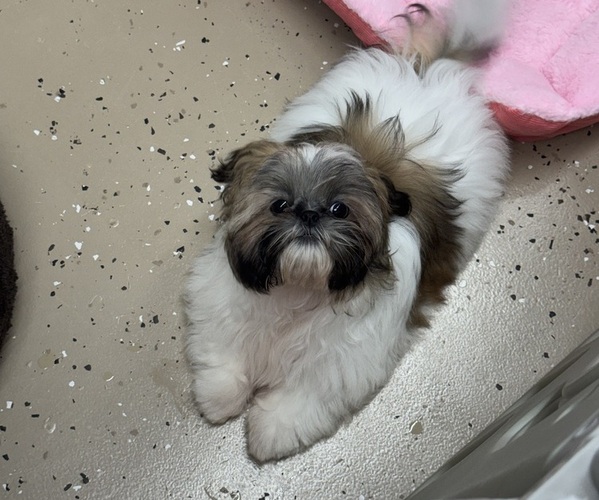 Medium Photo #1 Shih Tzu Puppy For Sale in MERRITT ISLAND, FL, USA