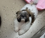 Image preview for Ad Listing. Nickname: Litter of 2