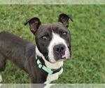Small American Pit Bull Terrier Mix