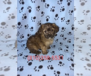 YorkiePoo Puppy for sale in LAPEER, MI, USA