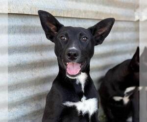 Border Collie-Unknown Mix Dogs for adoption in Modesto, CA, USA