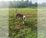 Small #2 American Pit Bull Terrier Mix