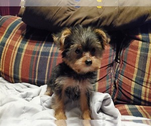 Yorkshire Terrier Puppy for sale in WINDHAM, NH, USA