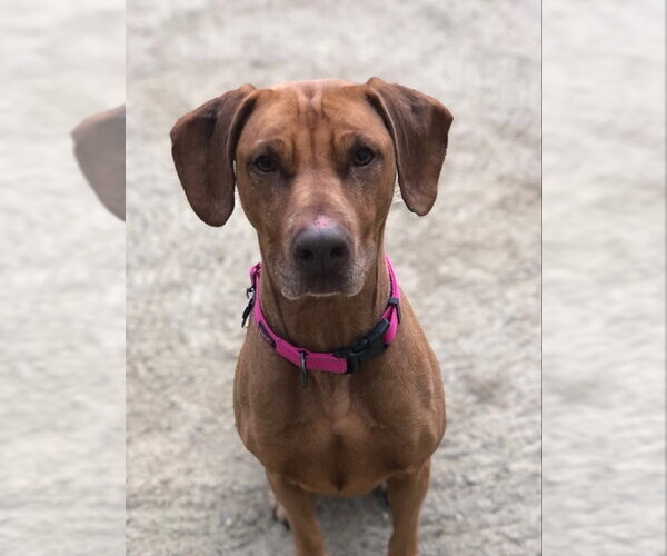 Medium Photo #2 Unknown-Vizsla Mix Puppy For Sale in East Derry, NH, USA