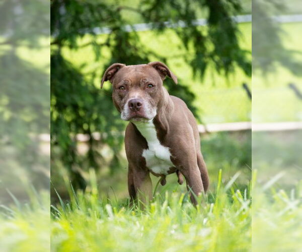 Medium Photo #3 American Pit Bull Terrier Puppy For Sale in Derwood, MD, USA