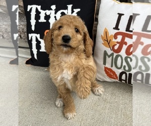 Goldendoodle (Miniature) Puppy for sale in FRANKLIN, IN, USA
