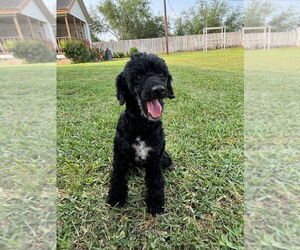 Poodle (Miniature)-Unknown Mix Dogs for adoption in FRAMINGHAM, MA, USA