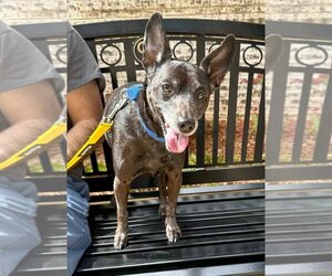 Miniature Pinscher-Unknown Mix Dogs for adoption in Kennesaw, GA, USA