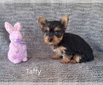 Small #1 Yorkshire Terrier