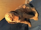 Small Photo #1 Poodle (Standard) Puppy For Sale in SHERIDAN, CA, USA