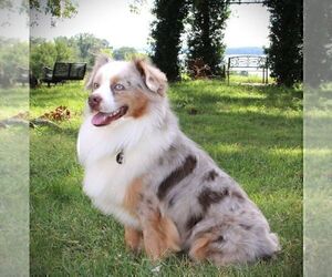 Father of the Miniature Australian Shepherd puppies born on 09/03/2025