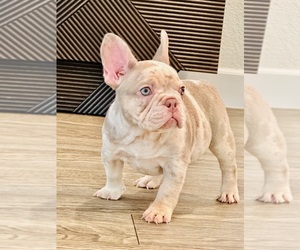 French Bulldog Puppy for sale in FREMONT, CA, USA