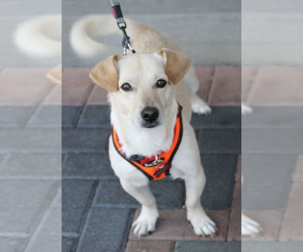 Medium Photo #11 Dorgi Puppy For Sale in Mission Viejo, CA, USA