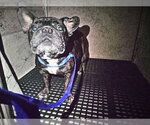 Small French Bulldog