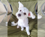 Small #3 Maltese Mix