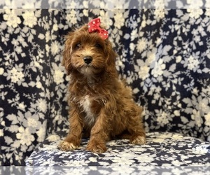 Cavapoo Puppy for sale in LAKELAND, FL, USA