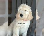 Small Photo #1 Goldendoodle Puppy For Sale in JACKSONVILLE, FL, USA