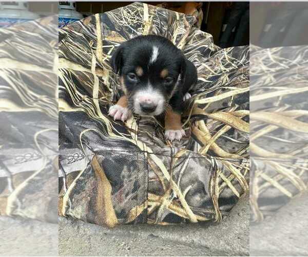 Medium Photo #1 Mutt Puppy For Sale in MEDFORD, OR, USA