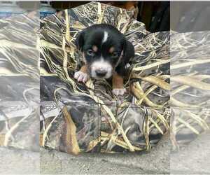 Mutt Puppy for sale in MEDFORD, OR, USA