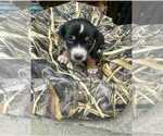 Small Mutt