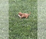 Small #10 Cavalier King Charles Spaniel
