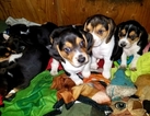 Small Photo #10 Beagle Puppy For Sale in CENTRALIA, WA, USA
