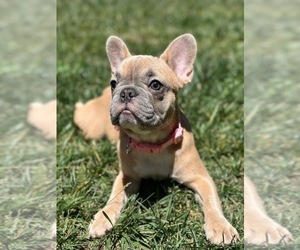 French Bulldog Puppy for sale in SACRAMENTO, CA, USA