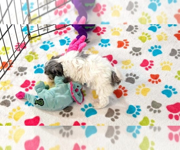 Medium Photo #14 Havapoo Puppy For Sale in ORO VALLEY, AZ, USA