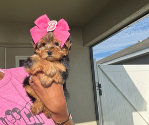 Yorkshire Terrier Puppy for sale in MIAMI, FL, USA