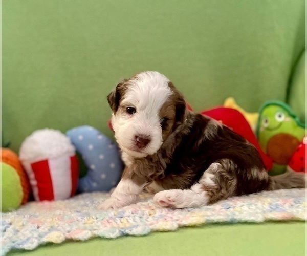 Medium Photo #7 Aussie-Poo Puppy For Sale in BOUSE, AZ, USA