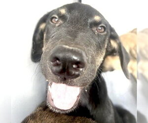 German Shepherd Dog-Unknown Mix Dogs for adoption in Houston, TX, USA