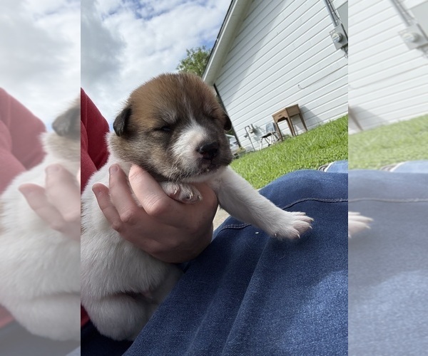 Medium Photo #10 Ausky-Great Pyrenees Mix Puppy For Sale in EDNA, TX, USA