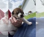 Small #9 Ausky-Great Pyrenees Mix