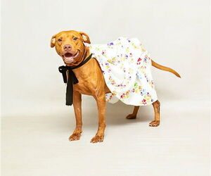 Mutt Dogs for adoption in Sanford, FL, USA