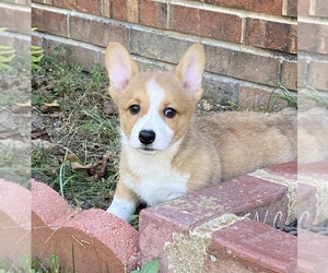 Medium Pembroke Welsh Corgi