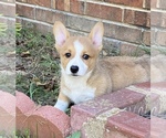 Small Pembroke Welsh Corgi