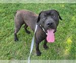 Small #1 American Pit Bull Terrier Mix
