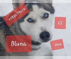 Siberian Husky Puppy for sale in SANDPOINT, ID, USA
