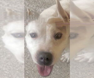 MILLIE - Female American Pit Bull Terrier-Labrador Retriever Mix Dog for Adoption - Photo #14