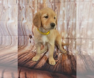 Golden Retriever Puppy for sale in SUN CITY, AZ, USA