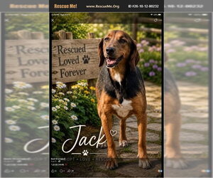 Jack - Male Black and Tan Coonhound Dog for Adoption