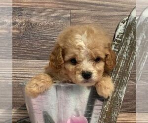 Cavapoo-Poodle (Miniature) Mix Puppy for sale in SAINT JOE, IN, USA