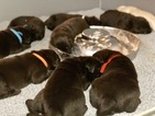 Small Photo #26 Labrador Retriever Puppy For Sale in MANTECA, CA, USA