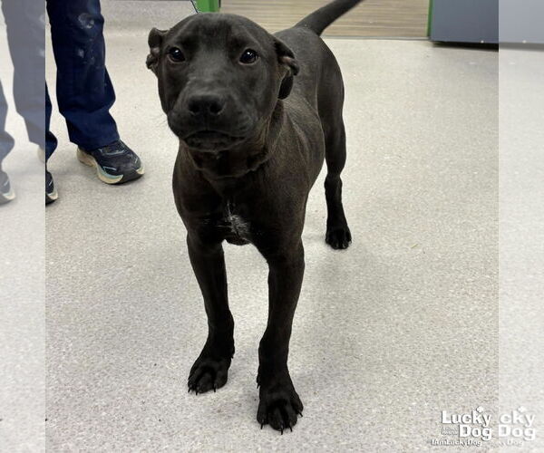 Medium Photo #2 Labrador Retriever-Unknown Mix Puppy For Sale in Washington, DC, USA