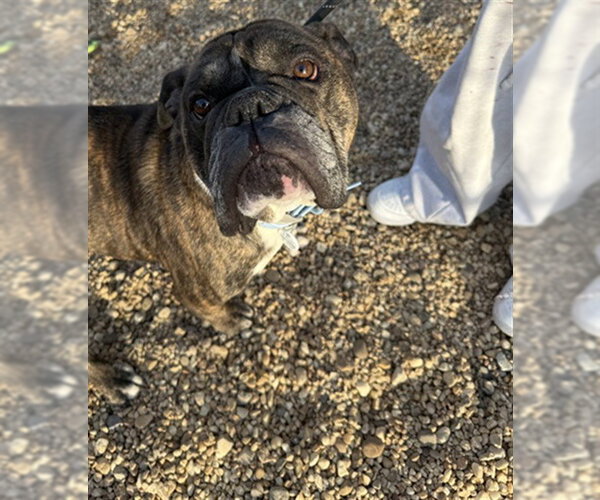 Medium Photo #2 Bulldog Puppy For Sale in Forestville, MD, USA