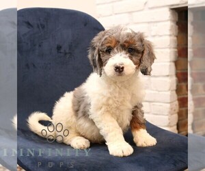 Bernedoodle (Miniature) Puppy for sale in NARVON, PA, USA