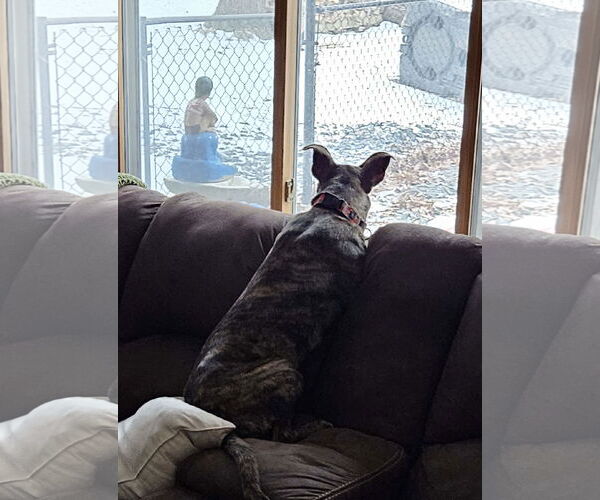 Medium Photo #16 Mountain Cur-Whippet Mix Puppy For Sale in Brooklyn Center, MN, USA