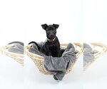 Small Photo #2 Dachshund-Labrador Retriever Mix Puppy For Sale in Princeton, MN, USA